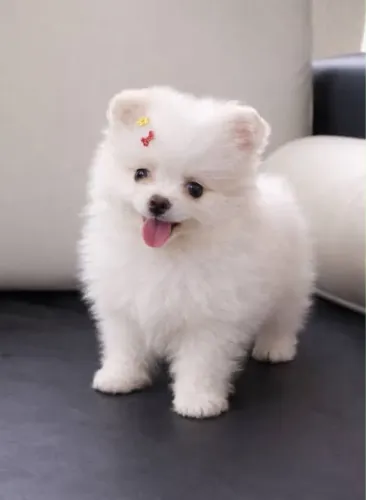 Filhote fêmea Lulu da pomerânia 