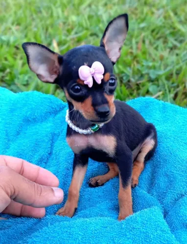Pinscher número 1