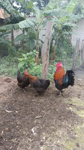 Pintinhos de ovos chocolate, galinha marans 