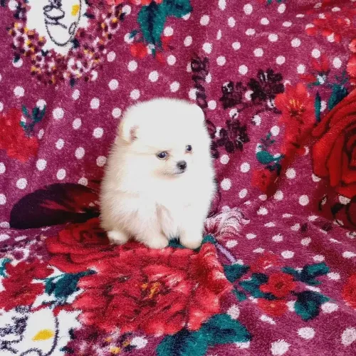 Spitz alemão Seu novo parceiro de brincadeiras está esperando