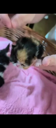 Bebês menina persa