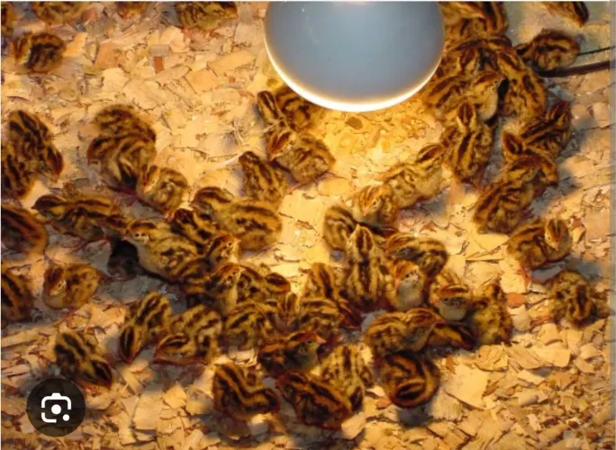 Pintinhos de codorna japônica.