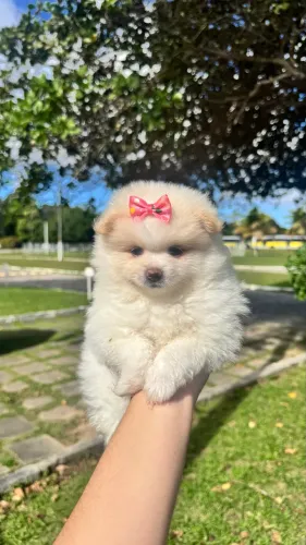 Lulu da Pomerânia - Canil Certificado