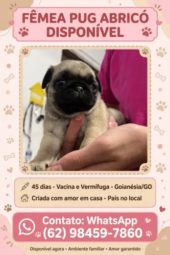 Estou bem esta cachorra Pang