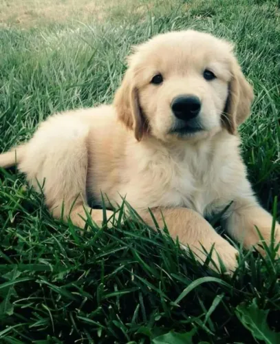 Golden retriever um grande amigo