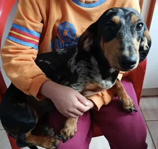 Macho de dachshund 