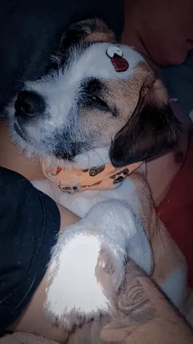 Cachorro