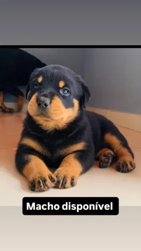 Filhote Rottweiler