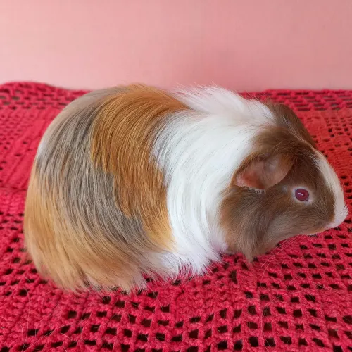 Porquinho da Índia Sheltie pelos Longos