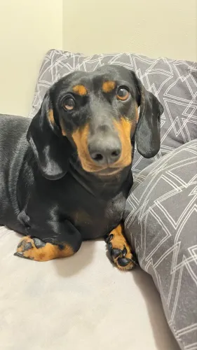 Doa-se cachorro 