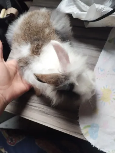 Vendo Coelho Leão ou Mini Lion Lionhead femia