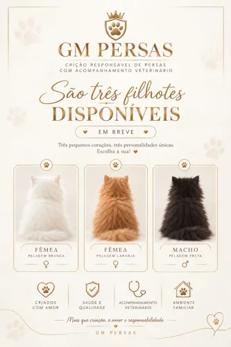 FILHOTES DE GATOS PERSAS- RESERVAS ABERTAS