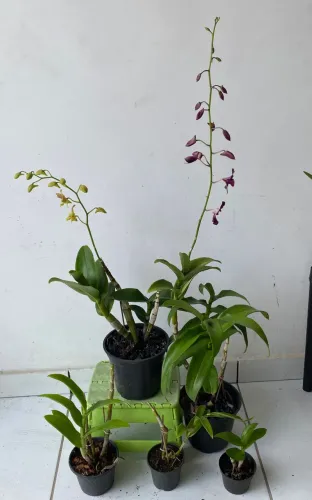 Venda de Orquídeas