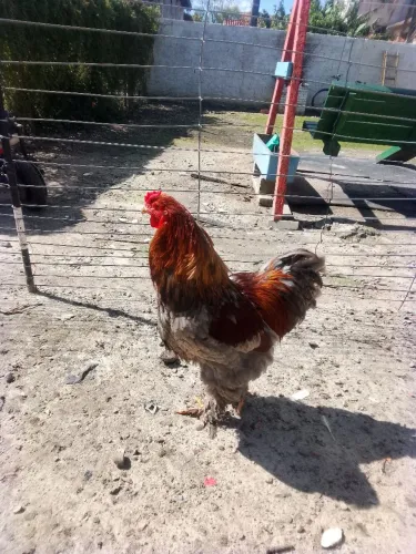 Galo