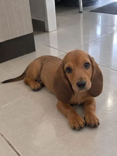 Daschund Bassê Caramelo Olhos Verdes Filhote Pronta Entrega