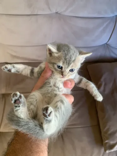 FILHOTES DE GATA PERSA