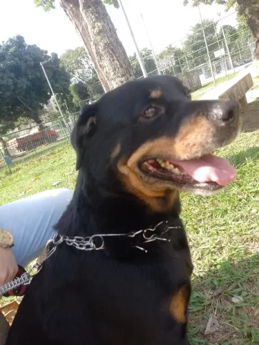 Doação Rottweiler 