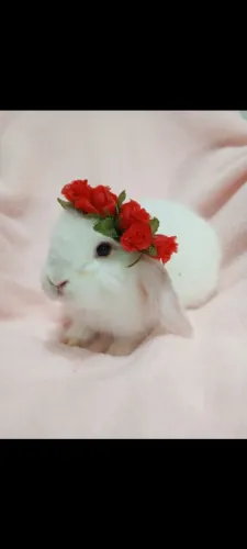 Mini coelhos