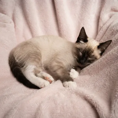 Gata siamês