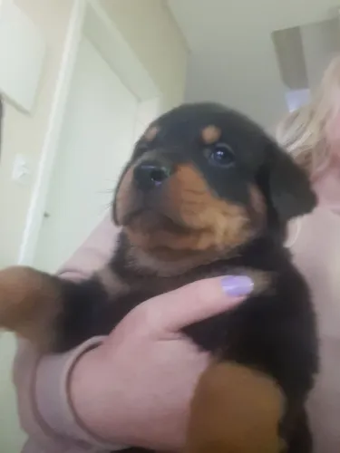 Rottweiller