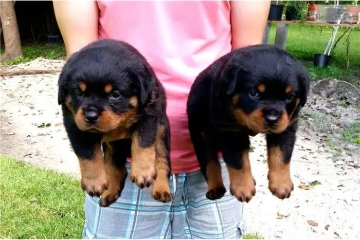 Rottweiler - Seu Próximo Momento Feliz Pode Começar Aqui