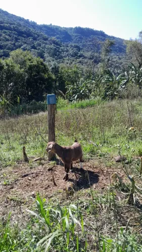 Cabrito saanem
