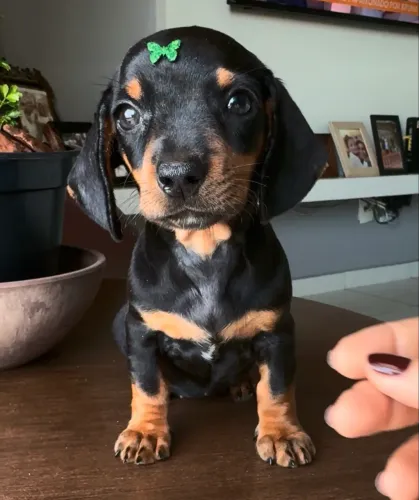 Dachshund - Salsichinha fêmea