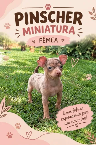 Pincher miniatura