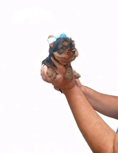 Yorkshire mini encantador impossível não se apaixonar