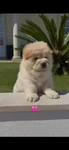 Filhote de Chow Chow | Muito Amor em Um Só Filhotinho