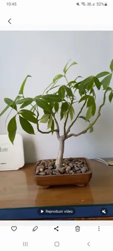 Bonsai 10 anos Pachira Aquatica