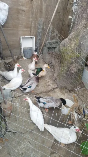 Patos e marrecos, por 40 cada.