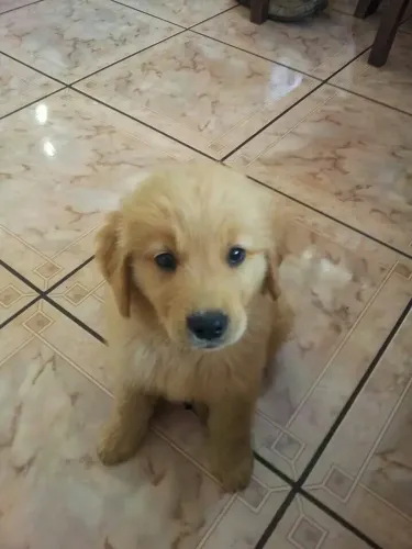 Doação de filhote de Golden