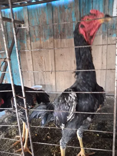 Galo índio galinha india 