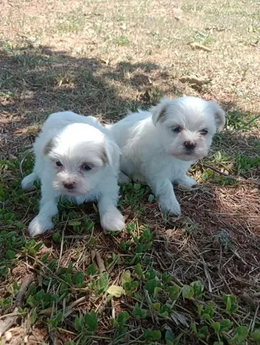 Maltês micro vendas 