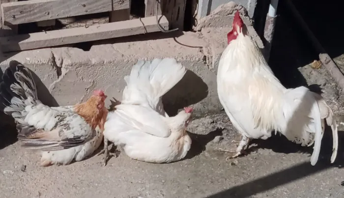 Venda de aves 