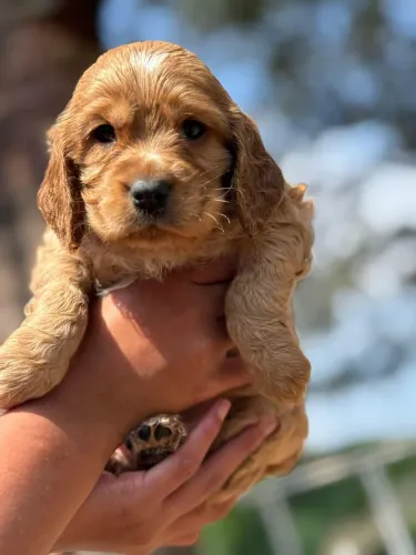 Cocker Spaniel Inglês Macho| Respondemos rapidinho no WhatsApp