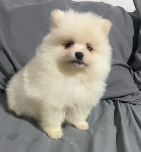 Spitz alemão Lulu anão macho $1.800,00