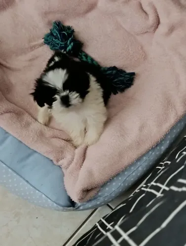 Vendo Shihtzu 2 meses. Vacinado e vermifugado. Macho minúsculo 