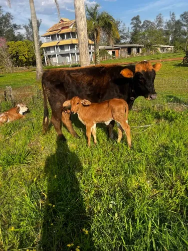 Vaca + Bezerro