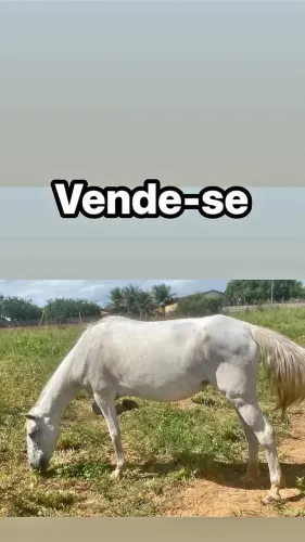 Vender logo