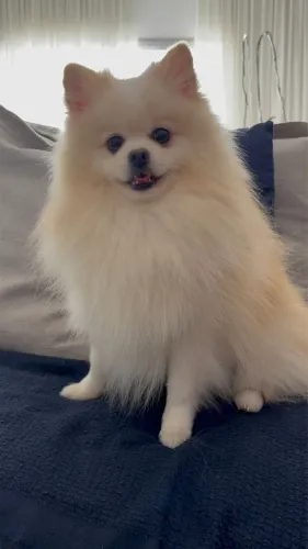 Spitz alemão macho pra cruzar