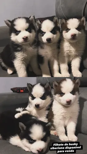 Filhote de husky siberiano