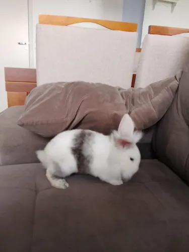 Mini coelho Fuzzy Lop