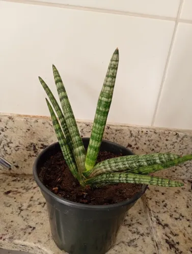 Sansevieria rara Boncel