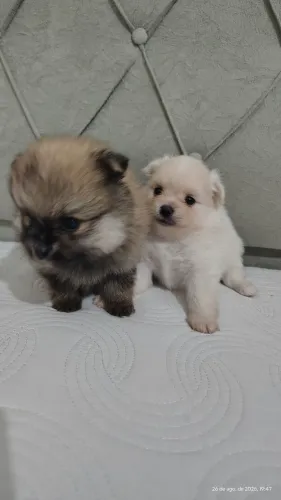 Lulu da Pomerânia diversas cores