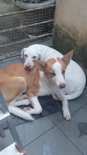 Estou doando dois cachorros