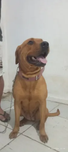 Doação de cachorro
