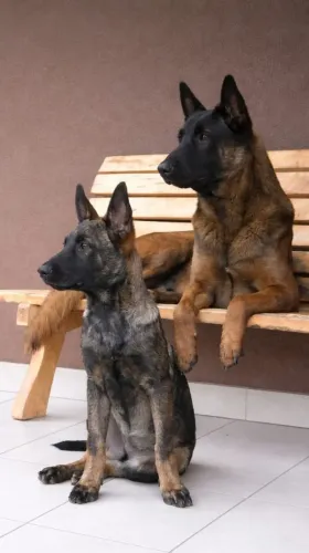Últimos filhotes de Pastor Belga Malinoa com Pedigree!!!