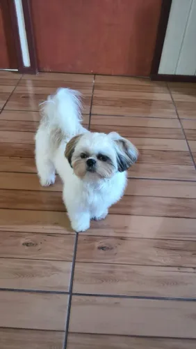 Vendo cãozinho da raça Shitzu machinho...